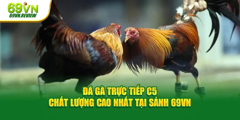 Đá gà trực tiếp C5 - Xem cược live, trận đấu kịch tính